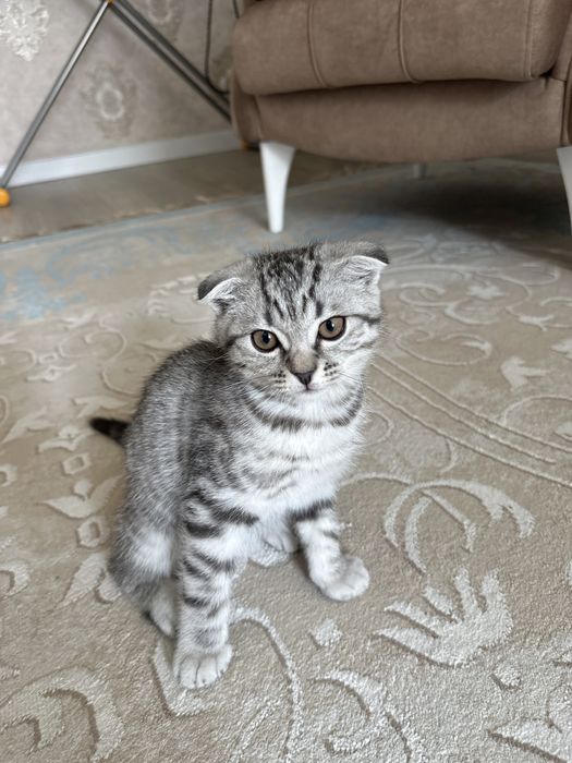 Котенок  Шотландский