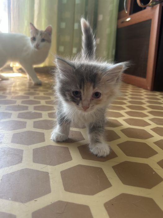 Отдам котят в добрые руки