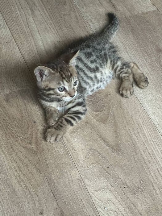 Продам бенгальских котят