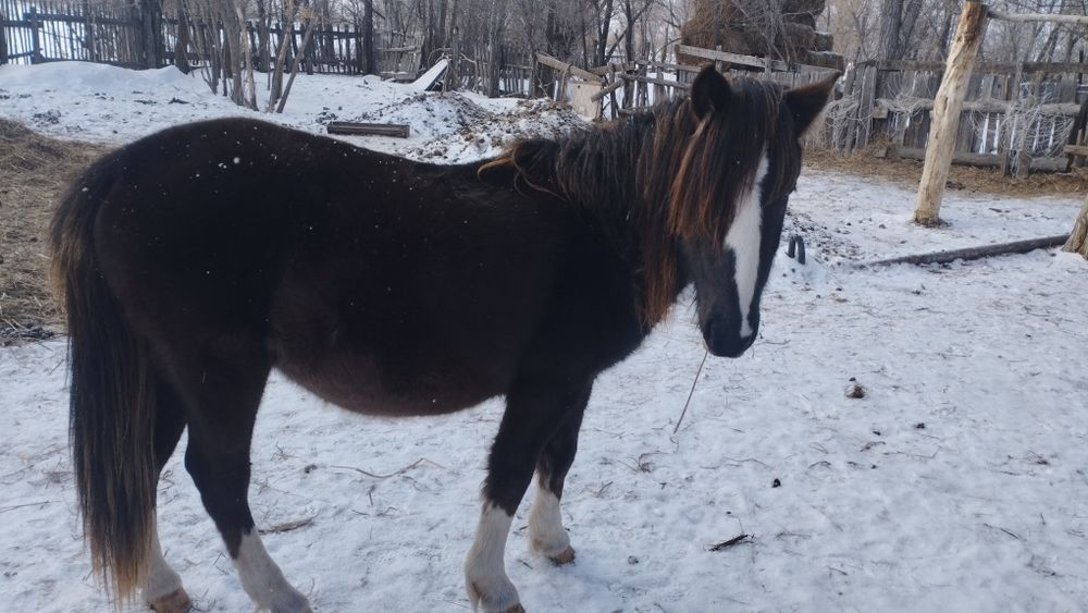 Продаются бараны козы