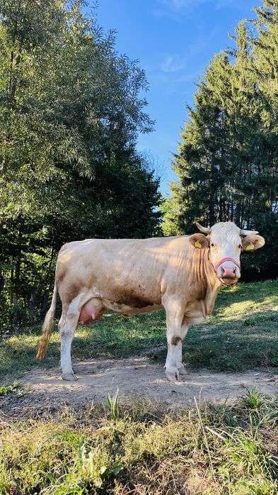 Vaca de vanzare l!