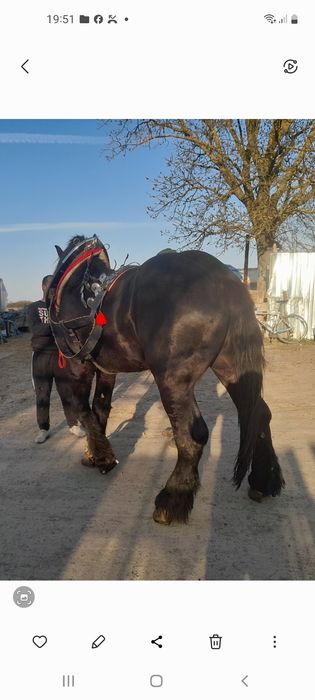 Vând armăsar de trei ani foarte cuminte
