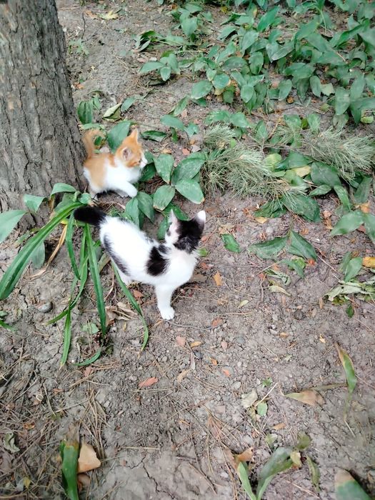 Отдам котят в добрые руки
