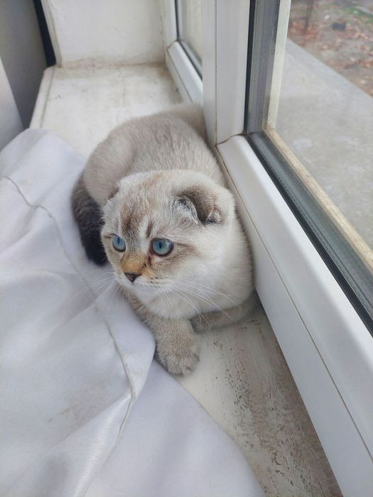 Очаровательный котёнок в добрые руки!
Очаровательный