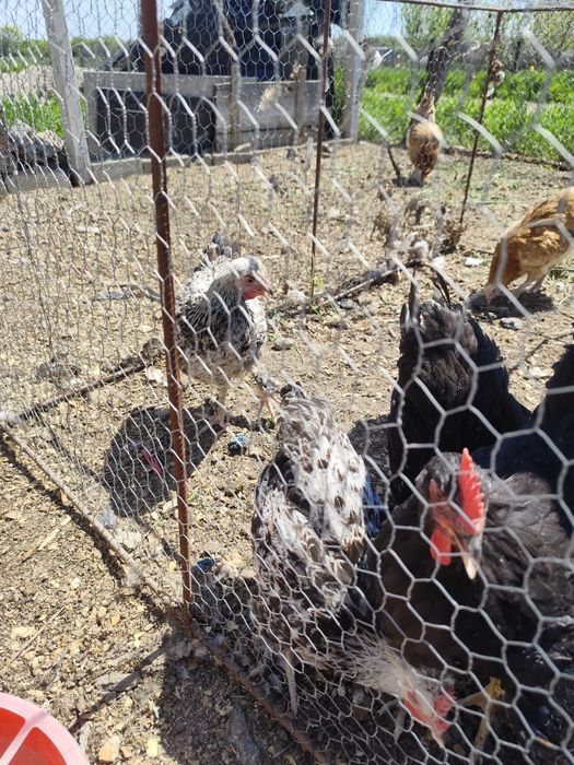 Căutăm curți să ne primească suntem 5 băieți din care 3 identici mulțu