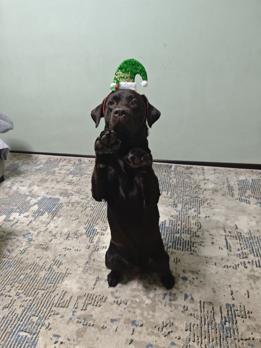 Вязка ищу девочку я очень красивый мальчик лабрадор Локи