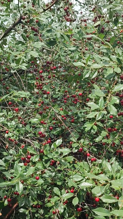 Дача СПП под телевышкой