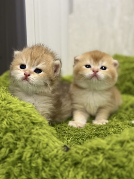 Кот на  вязку привазной кот  на вязку