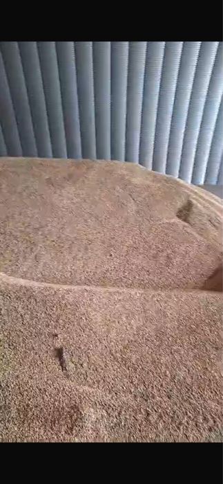 Бидай пшеница Арпа Ячмень