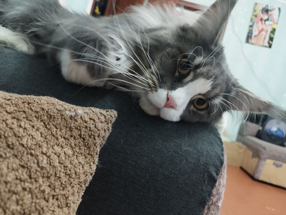 Продаю кота Мейн-Кун