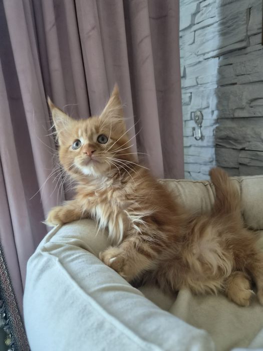 Котёнок мейн-кун