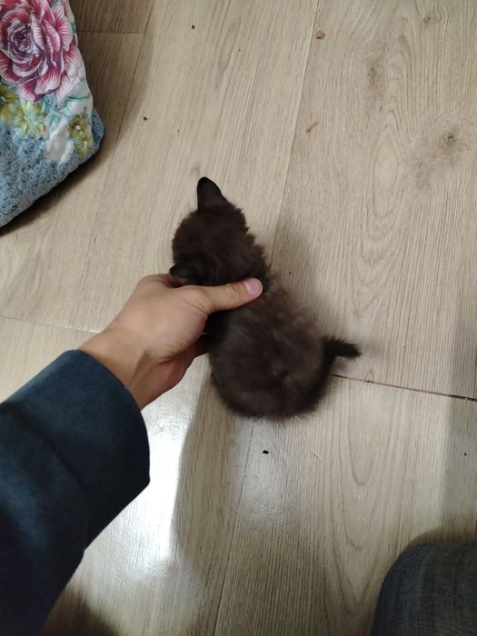 Отдам котёнка в добрые руки