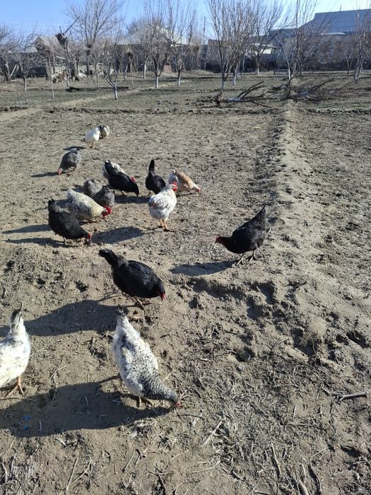 Тауыктар сатылады