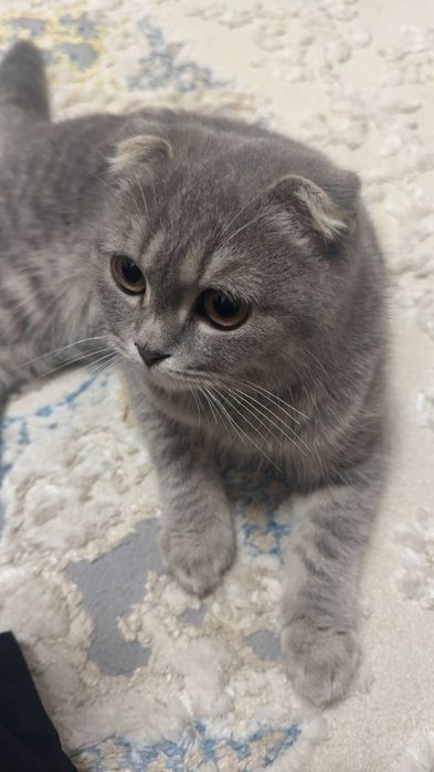 Scottish fold.       .