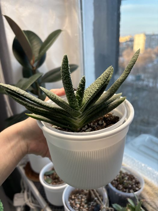 Продам комнатные цветы