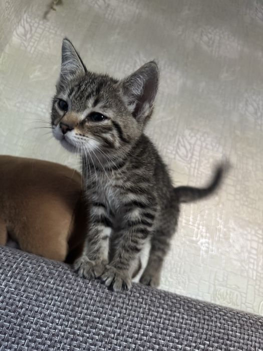 Маленький котенок