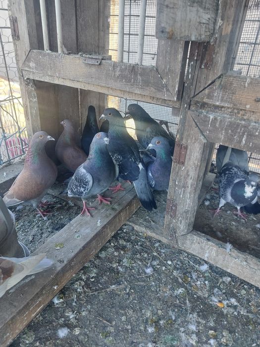 Vând porumbei guțani !