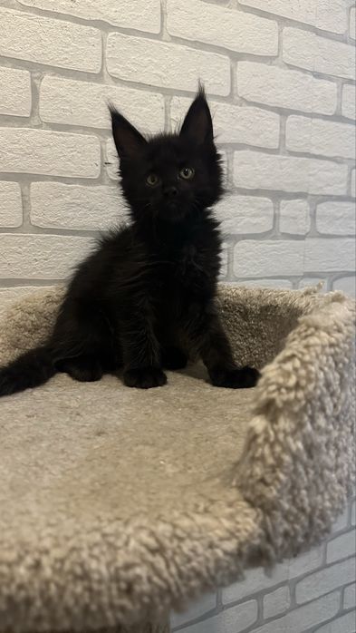 Питомник.. Котята... Мейн-Кун... Продажа