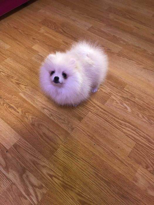 Pomeranian pui-Canisa