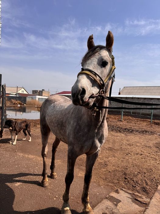 Продам Лошадь / Ат сатлады