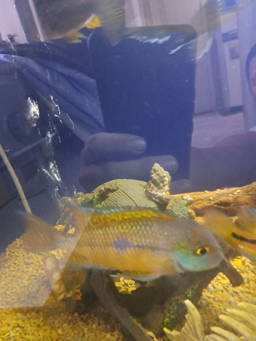 Мальки Никарагуанской цихлозомы