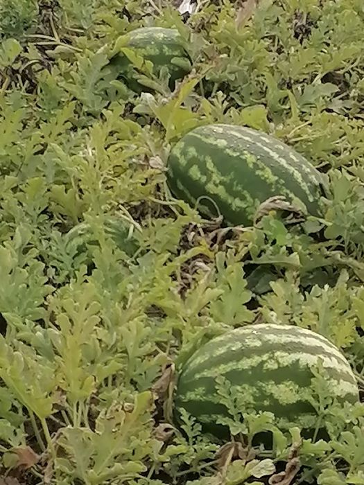Продам местные вкусные арбузы и дыни!!!