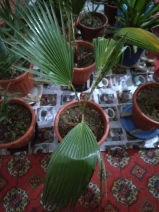 Гуллар цветы домашные хонаTabby òģitlar blan parvarishlangan xona gu