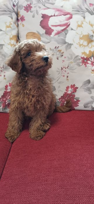 Pudel Red mini cu pedigree