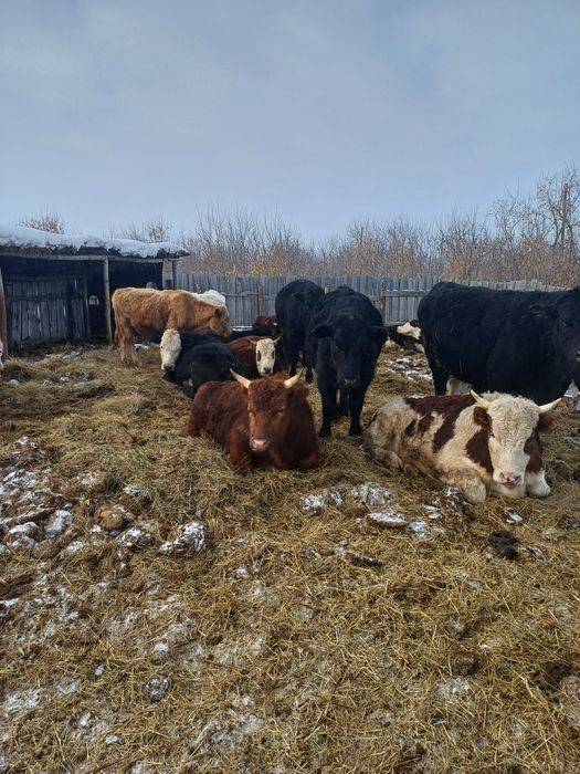 Быки на  откорме