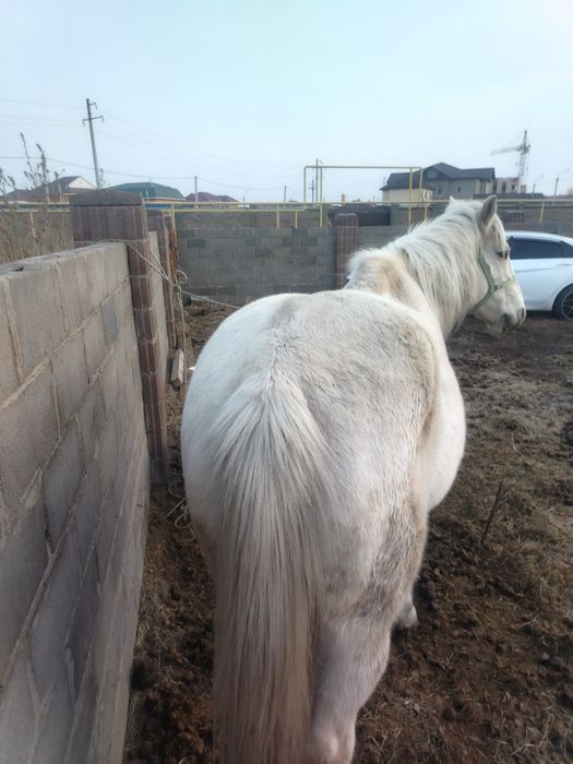 Продам коня 7 лет, обученный