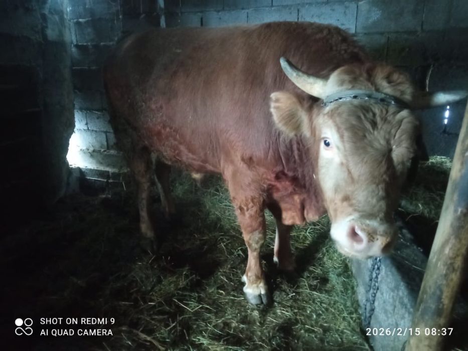 Продам Быка алатауской породы