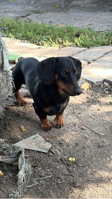 Такса кобель предлагается для вязки