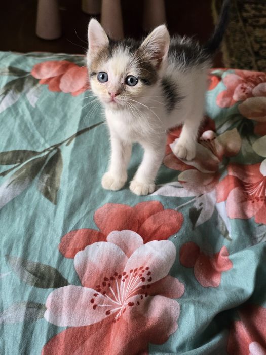Отдам котят в добрые руки