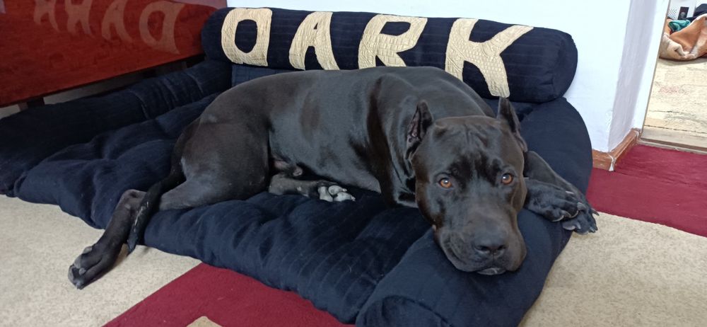 Питбуль ищет невесту. Для вязки.