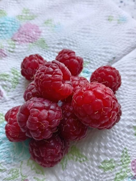 Продам саженцы малины ремонтантная, сорт Полька, вкусная, хорошая