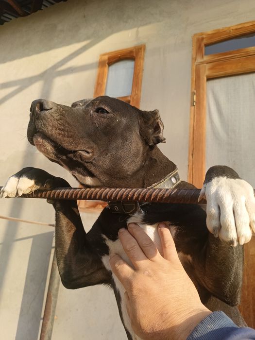 Стаффорд  черный 8 мес