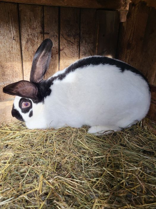 Iepuroaică fluture german