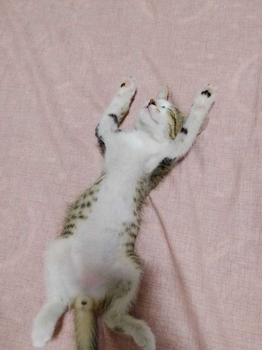 Отдам даром котенка