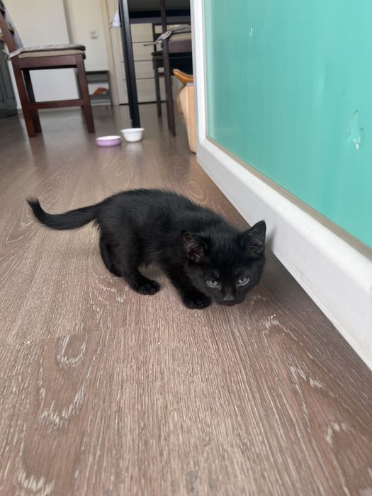 Котенок в добрые руки