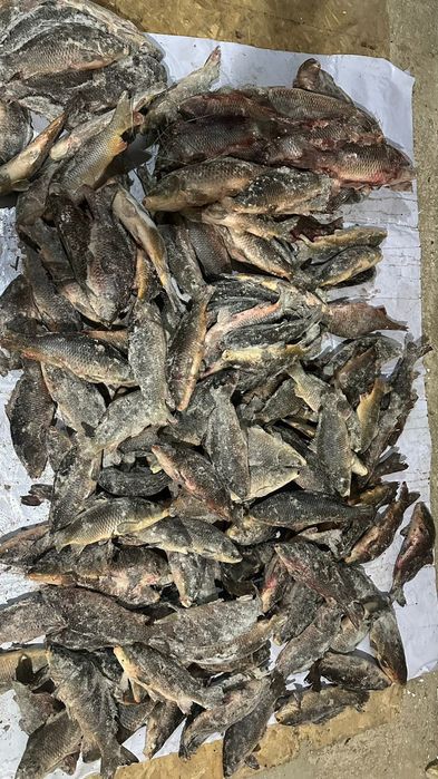 Сазан Рыбо свежый