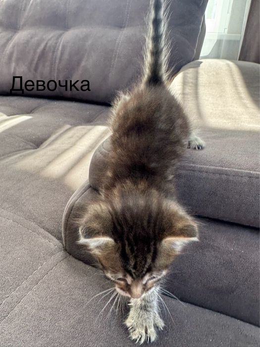 Отдам бесплатно котят