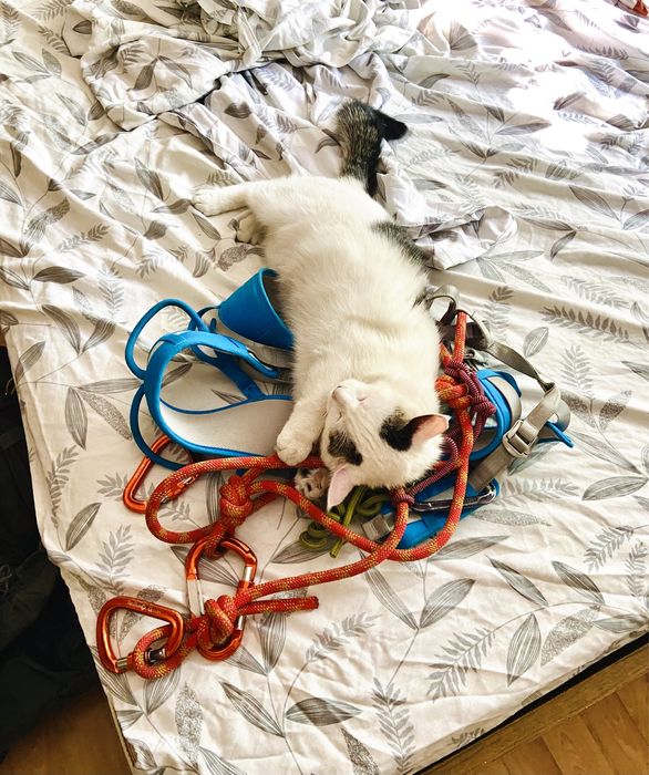 Пропал белый кот