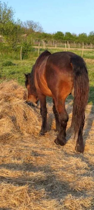 Vand 2 harmasari tineri.