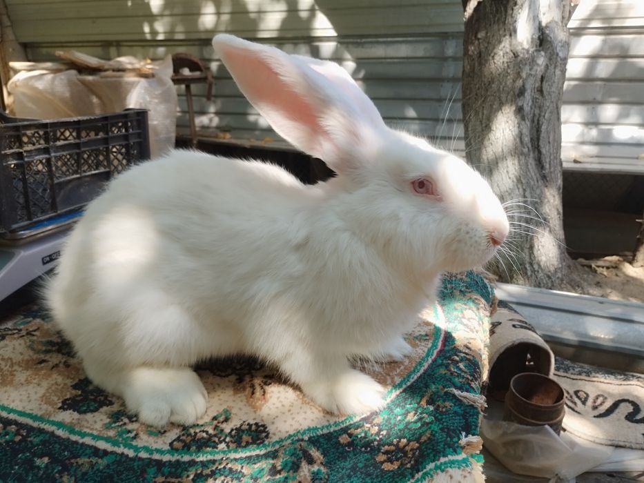 Коолик бургундский
