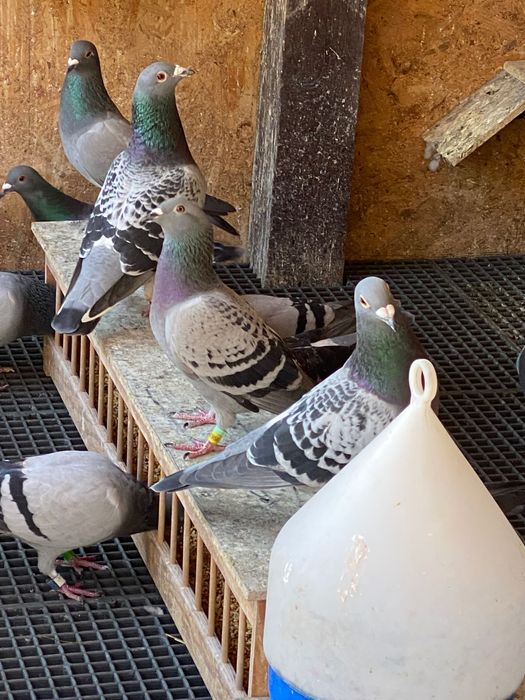 Vand porumbei voiajori