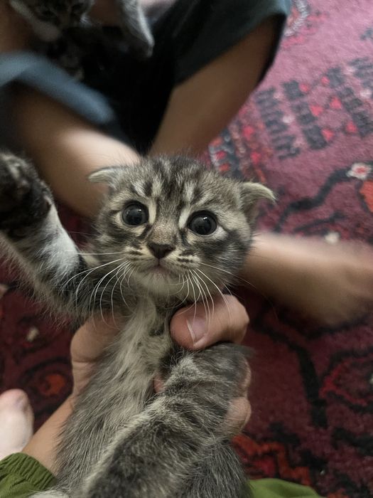 Skotish fold va strayt bolalari zotdor mushuklar