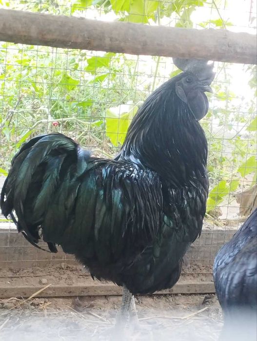 AYAM SEMANI zotli tovuqlar sotuvda