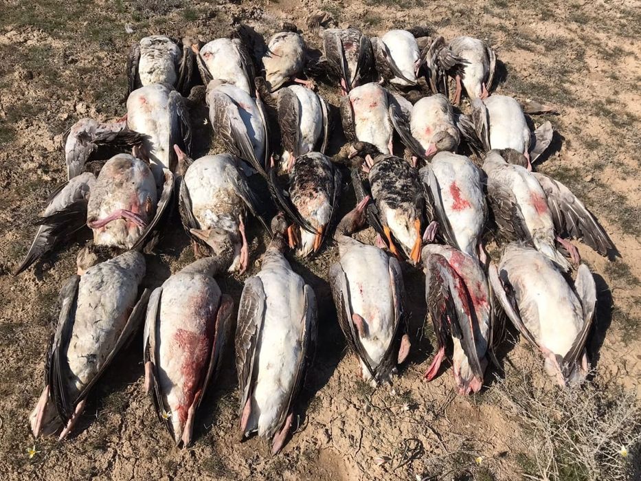 Продам подсадных гусей