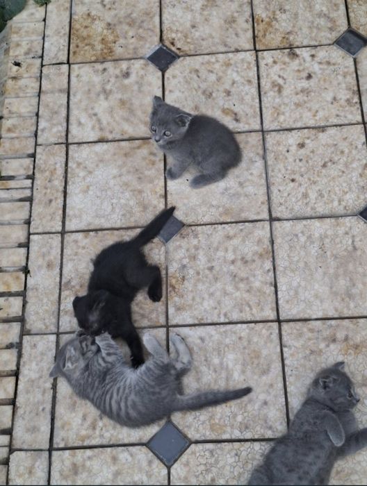 Шотландские вислоухие котята