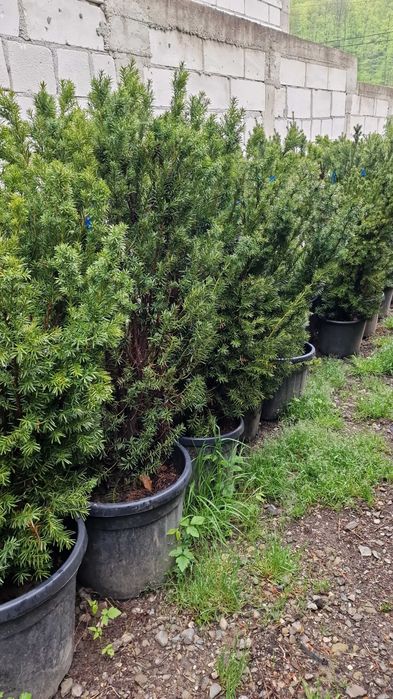 Taxus Calitate Superioara Oferim Transport Oriunde in tara